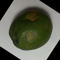 Orange Canker 2 project thumbnail