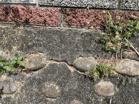 Wall_Crack project thumbnail