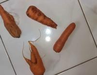 Faster R-CNN Carrot Detection project thumbnail
