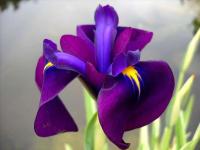Flower detector project thumbnail