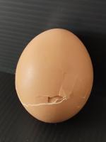 Egg_Normal project thumbnail