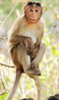 Human and monkey project thumbnail