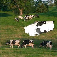 Annotated_images_cows_with_BGs project thumbnail