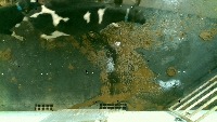 Holstein Friesian project thumbnail