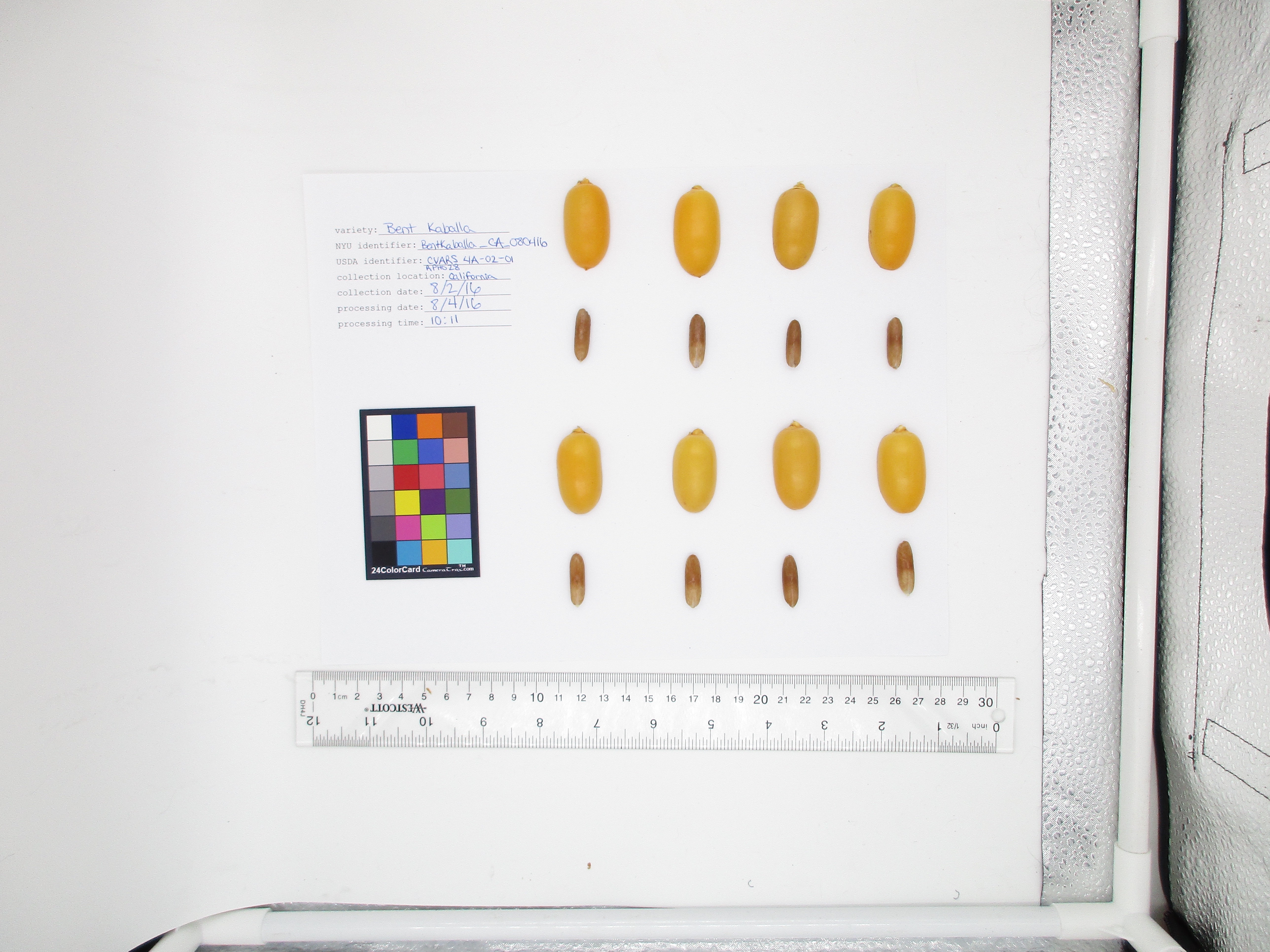 Color Grid Environment color grid analysis Instance Segmentation Model by workspace