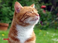 DOGS&CATS project thumbnail