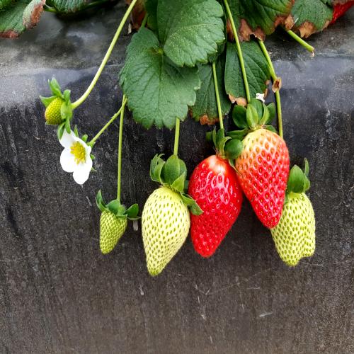 Strawberry Ripeness Detection (strawberryripenessdetectionp8bvl