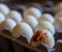 egg dection project thumbnail