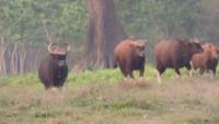 buffalo-new project thumbnail