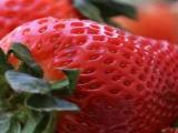 Strawberry project thumbnail