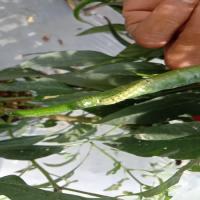 lajiao project thumbnail