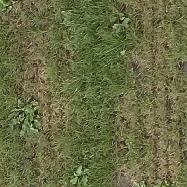 Weed Detection Object Detection Dataset by weed detection