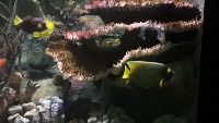 Underwater Object Detection project thumbnail