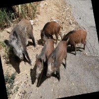 Dataset Image