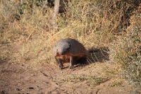 Armadillo project thumbnail