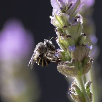 Bee project thumbnail