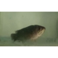 fish project thumbnail