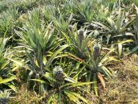 Pineapple project thumbnail