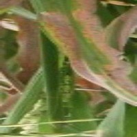 Leaf Detection project thumbnail