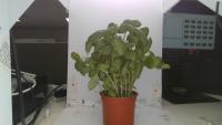 basil-side-plant-seg project thumbnail