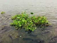 Water Hyacinth Detection project thumbnail