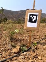 Sandalwood_Phenotyping_v1 project thumbnail