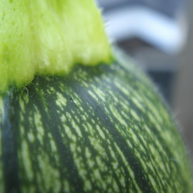 lab07 new Object Detection Model by tin