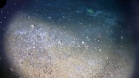 All csic fish project thumbnail