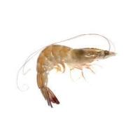 Shrimp project thumbnail