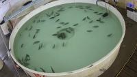 FISH_FEEDING_1 project thumbnail