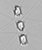 seawise-plankton-yolo project thumbnail
