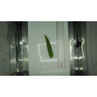 okra-detectorv2 project thumbnail