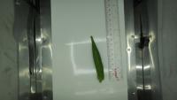 okra-detector project thumbnail