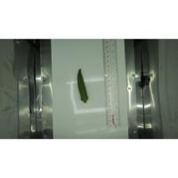 okra project thumbnail