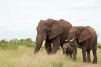 ELEPHENT  project thumbnail