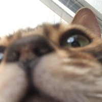 cat project thumbnail