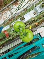 tomato_2 project thumbnail