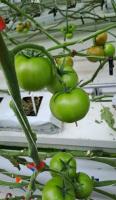 tomato project thumbnail