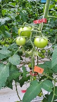tomato project thumbnail
