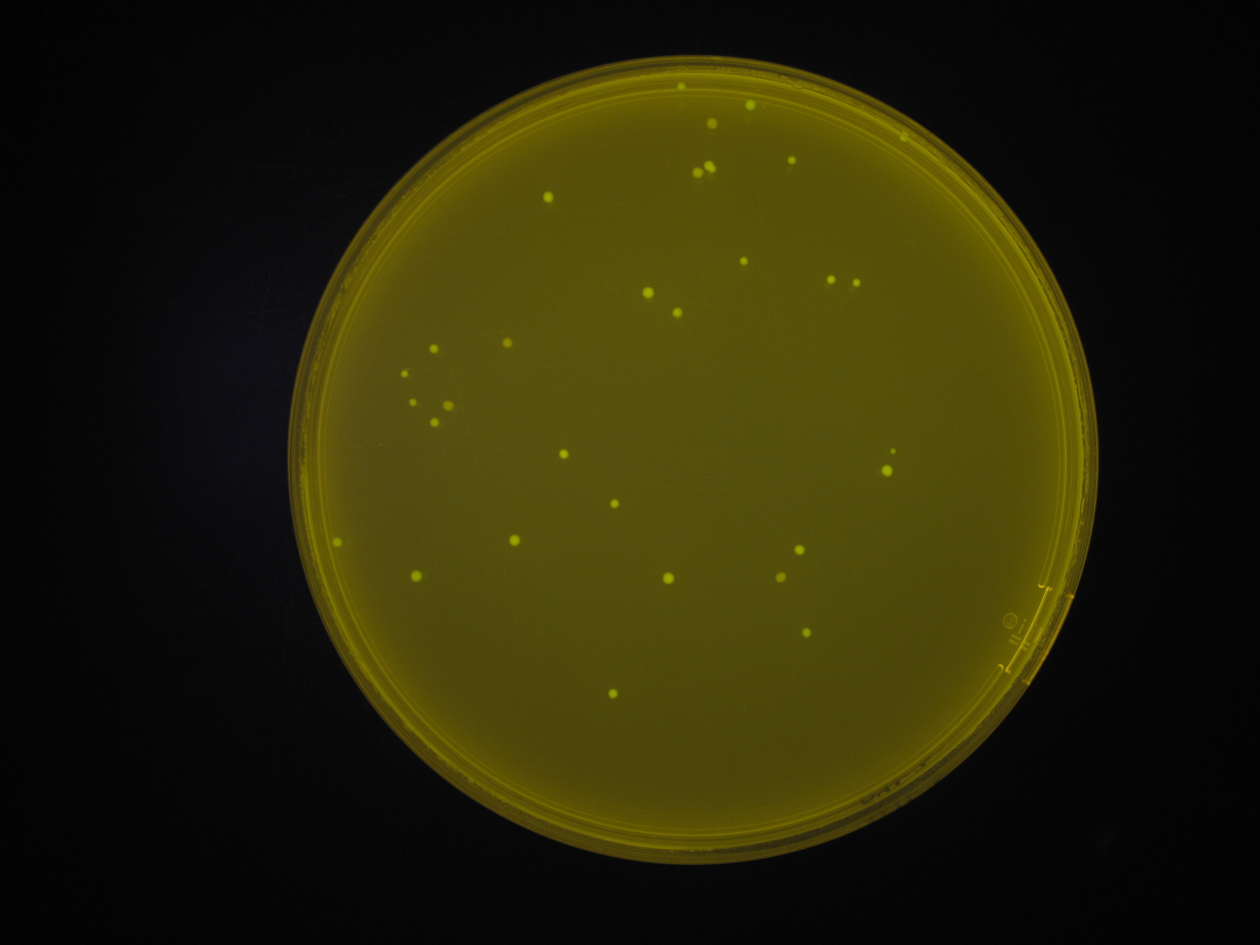 CFU Object Detection Dataset by CFU