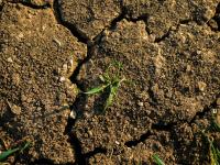 crop and weed project thumbnail
