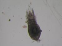 marine-detection project thumbnail