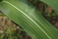 corn leaf diseases classifcation project thumbnail