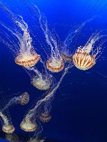 under_water_detection project thumbnail