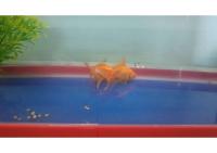 Gold_Fish_dataset project thumbnail