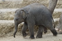 elephant project thumbnail