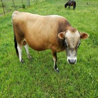 cow detection project thumbnail