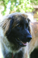 dog project thumbnail