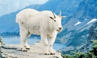 goat project thumbnail