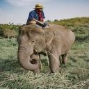 Elephant detection project thumbnail